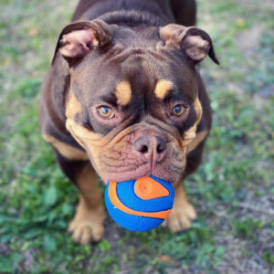 Ultra Squeaker Balls | 1 Pack