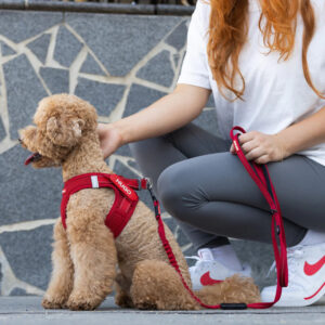 Formfit Mesh Harness